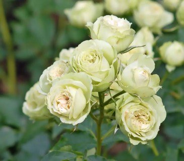 Троянда Лавли Грин (Lovely Green) 