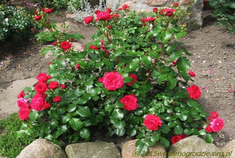 rose-Red-Leonardo-da-Vinci-03