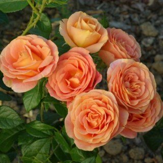 rose-bengali-5