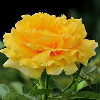 rose-julia-child-2-3