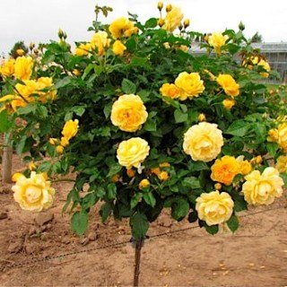 Троянда на штамбі Джулія Чайлд (Julia Child)