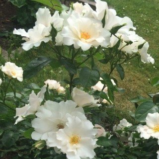 Троянда Керос (Keros) [контейнер 2л.]