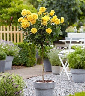 Троянда на штамбі Ландора (Landora)