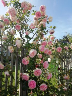 rose-pierre-de-ronsard-02