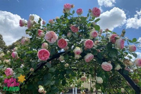 rose-pierre-de-ronsard-03