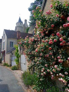 rose-pierre-de-ronsard-04
