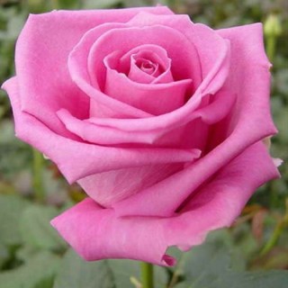 rose_aqua_696da17135caf06262a411d7af37ea58