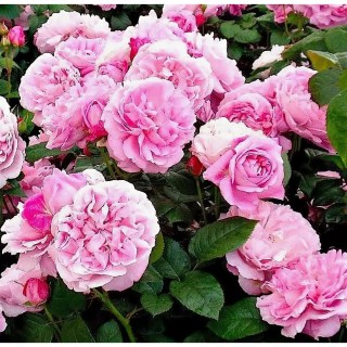 roza-angliyskaya-mary-rose-kont-4l-2