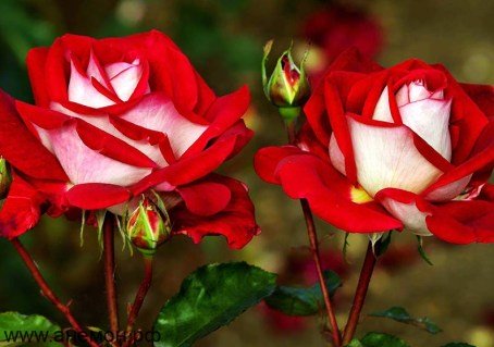 roza-chajno-gibridnaya-quot-frendship-quot