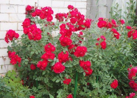 Троянда канадська Джон Франклін (John Franklin) [контейнер 2л.]