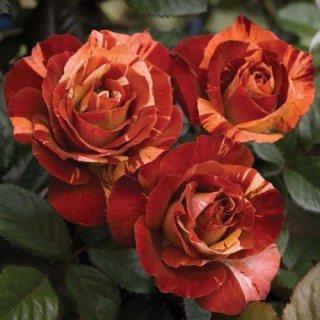 Троянда Файєр Крек (Fire Crack)