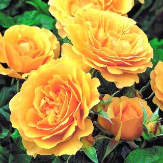 roza-floribunda-djuliya-chayld_1
