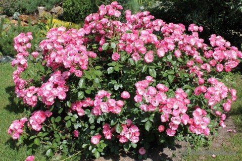 Троянда флорібунда Ангела (Angela)