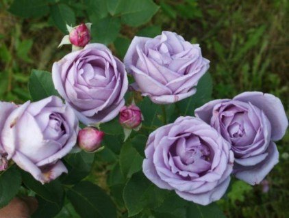 roza-pletistaya-indigoletta_3