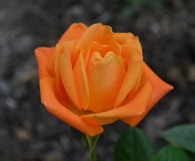 Троянда Вуду