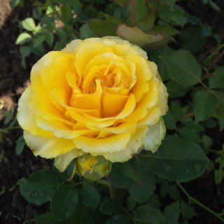 roza_chayno-gibridnaya_sfinks_sphinx-27435052974356