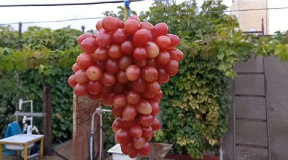 roza_krasnaya3-465x260