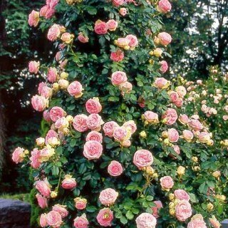 roza_pletistaya_per_de_ronsar_pierre_de_ronsard-66884753025240