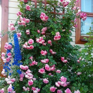 Троянда плетиста Жасмина (Jasmina)