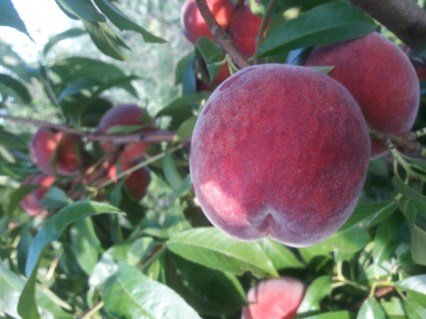 Персик Рубі Принц (Ruby Prince) [2-річний з відкритим коренем]