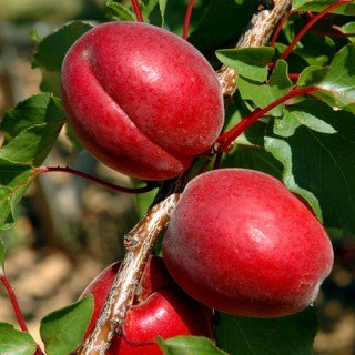 Абрикос Рубіста (Rubista) [2-річний з відкритим коренем]