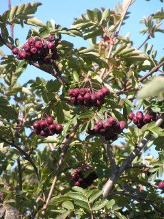 ryabina-likernaya-02