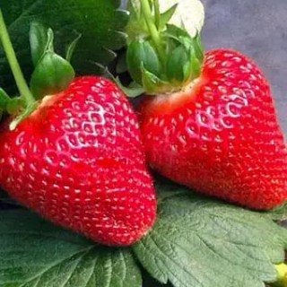 Полуниця Анаїс