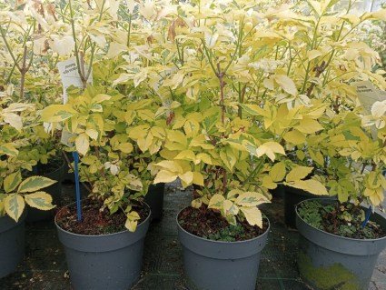 sambucus-nigra-madonna-800x800