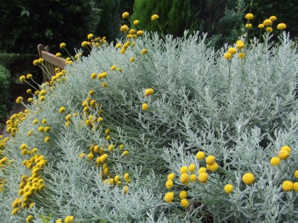 santolina-neprihotlivyiy-i-izyashhnyiy-mnogoletnik-iz-sredizemnomorya-09