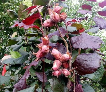 Фундук Сирена (червонолистий) [2-річний з відкритим коренем]