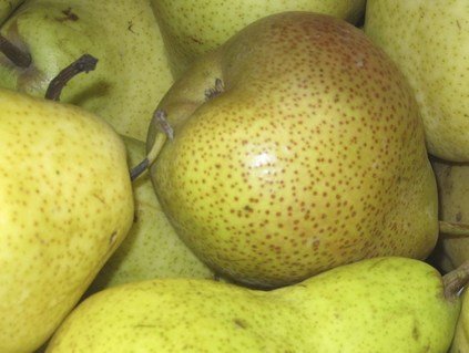 sazhency-grusha-tsarskaya2