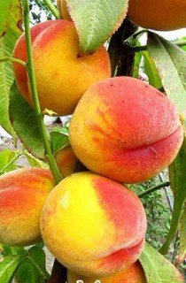 Персик Твард Тардів Т3 (Вайн Голд) [1-річний з відкритим коренем]