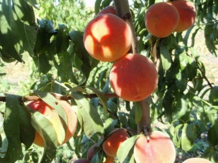 Персик Топ Свит Т-5 [1-річний з відкритим коренем]