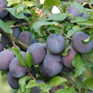 Слива Джойо (Jojo) [2-річна з відкритим коренем]