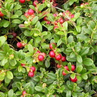 sazhentsy-brusniki-Korall2