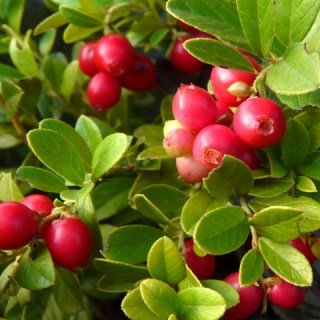 Брусниця Корал (Koralle)