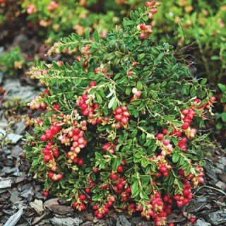 sazhentsy-brusniki-Korall