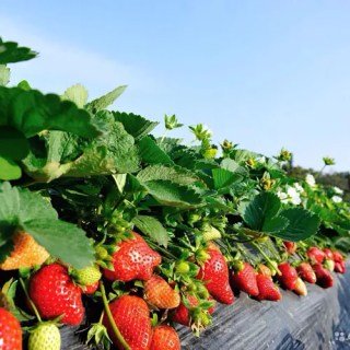 sazhentsy-klubniki-rassada66