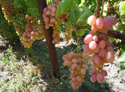 sazhentsy-vinograda-kseniya-anzhelika-02