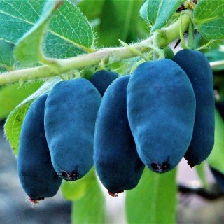 Жимолость їстівна Серце Велетня (Giant's Heart)