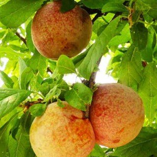 Плуот Дапл Данді (гібрид слива-абрикос) [2-річний з відкритим коренем]