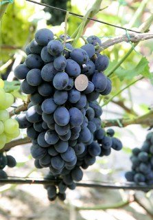 Виноград Шарада UA