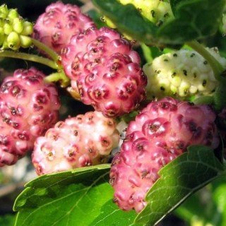 Шовковиця Стамбульська рожева