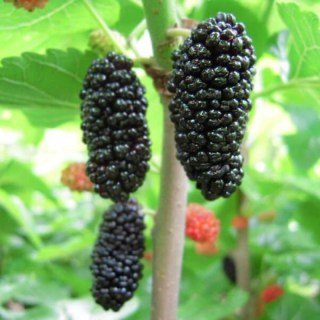 Шовковиця сорт 