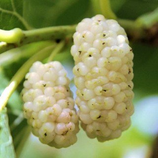 shelkovitsa-belaya-medovaya