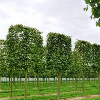 shpalera_lipa_melkolistnaya_1-e1555067008128