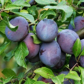 Слива Штутгарт (Stuttgart) [2-річна з відкритим коренем]