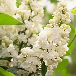 Бузок Принцеса Клементина (Princesse Clementine) [2-річний з відкритим коренем]