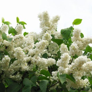 siren-princesse-clementine_04