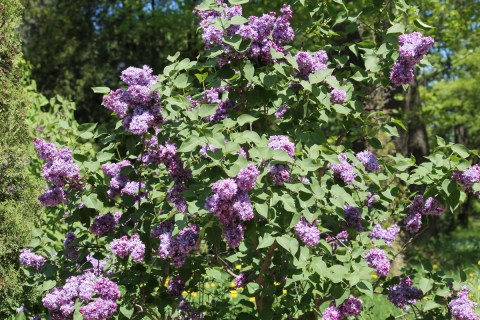 siren-taras-bulba-02